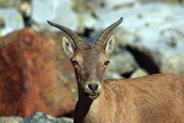 Caucasus. Bezengi gorge. Mountain goat.