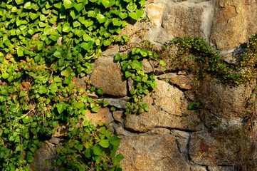 wall of irregular hewn stones overgrown with ivy in warm morning light