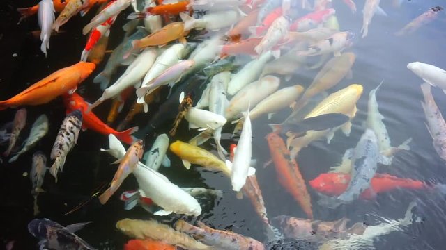 Close up moving carp Koi fishes in dark water. Gold, red, white Cyprinus carpio haematopterus in fountain.