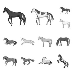 Isolated object of riding and mustang icon. Set of riding and equestrian vector icon for stock.