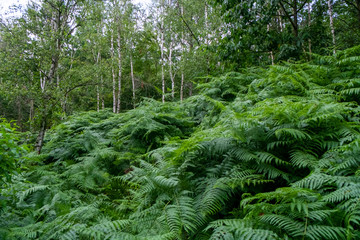 Big fern leafs in the foreground against a background of a green forest under a blue sky