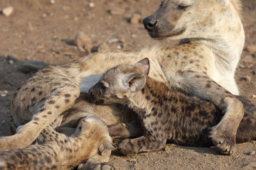 Tüpfelhyäne / Spotted Hyaena / Crocuta crocuta.