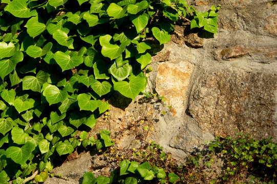 wall of irregular hewn stones overgrown with ivy in warm morning light © Marco Warm