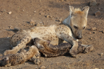 Tüpfelhyäne / Spotted Hyaena / Crocuta crocuta.