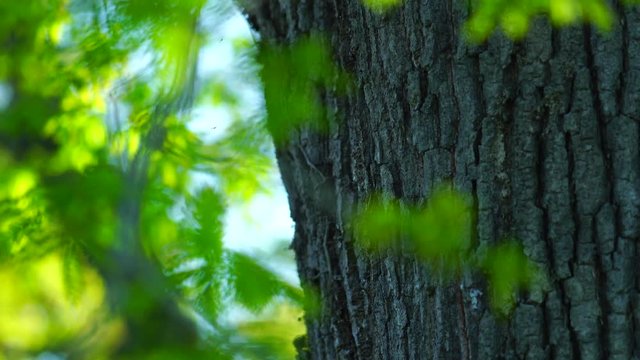 Quercus robur, commonly known as pedunculate oak or English oak, OAK - ROBLE ALBAR, Cantabrian Sea, Liendo, Cantabria, Spain, Europe