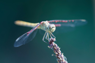 Dragonfly in the nature.  Beautiful vintage nature scene with dragonfly outdoor