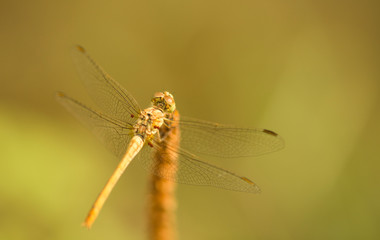 Dragonfly in the nature.  Beautiful vintage nature scene with dragonfly outdoor