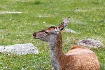 some deer resting in a green grass meadow