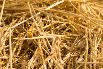 Surface of dry yellow straw grass background texture after havest for abstract background.