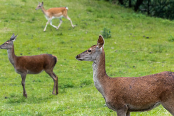 some deer resting in a green grass meadow