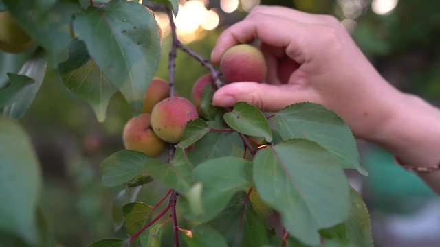 Close up of ripe apricots on a branch on apricot tree in a fruit garden, orchard