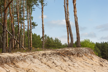 Pine trees on the background of the sky. Trees grow on the edge of the sand slope 