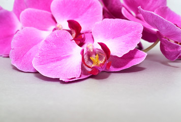 Fototapeta na wymiar Pink Orchid (phalaenopsis) brench on a silver or grey paper background. Beautiful indoor flowers close-up. Gift.