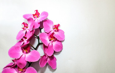 Fototapeta na wymiar Pink Orchid (phalaenopsis) brench on a silver or grey paper background. Beautiful indoor flowers close-up. Gift.