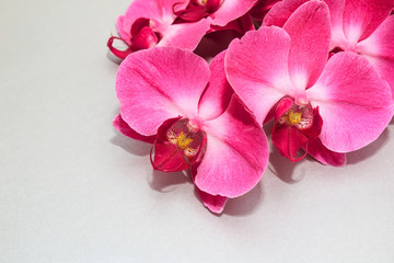 Fototapeta premium Pink Orchid (phalaenopsis) brench on a silver or grey paper background. Beautiful indoor flowers close-up. Gift.