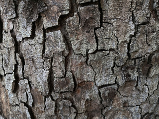 Bark tree texture close up photo with tree skin cracks