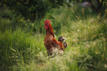 Chicken hen in field summer