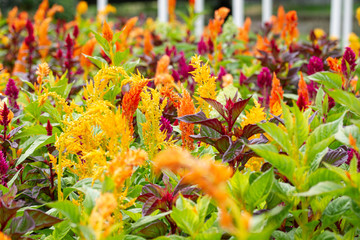 Colorful background of flowers