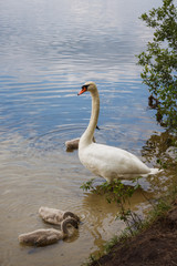 The family of white swans near the lake shore