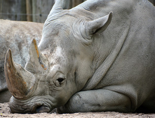 The white rhinoceros or square-lipped rhinoceros is the largest extant species of rhinoceros.  It has a wide mouth used for grazing and is the most social of all rhino species © Daniel Meunier