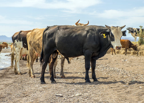 .A herd of cows came to drink. Drought on pasture. A bull protects cows at a watering place. Animals drink water from the lake.
