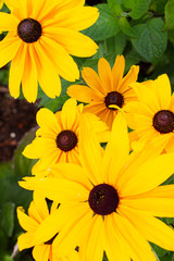 Rudbeckia bacrkground with a group of flowers