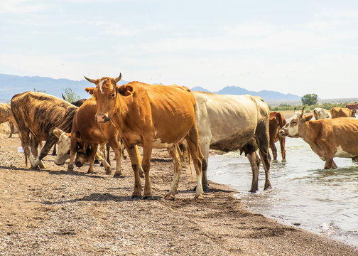 .A herd of cows came to drink. Drought on pasture. A bull protects cows at a watering place. Animals drink water from the lake.