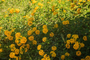 A field of Yellow Lantana Flowers