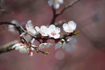 spring blossom