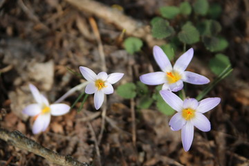 crocus 