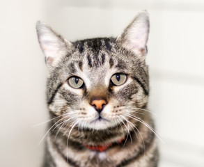 Fototapeta premium closeup portrait of a gray cat