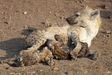 Tüpfelhyäne / Spotted Hyaena / Crocuta crocuta.