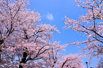 桜と青空