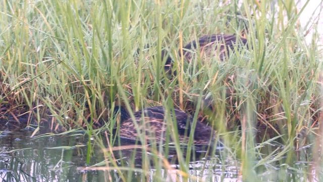 Flock of wild garganey chicks skimming water for food among the reeds in the Beka Nature Reserve