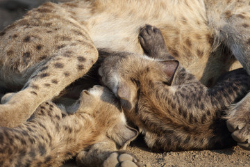 Fototapeta premium Tüpfelhyäne / Spotted Hyaena / Crocuta crocuta.