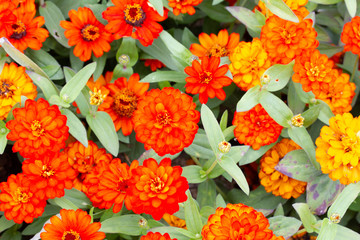 Group of orange and yellow flowers