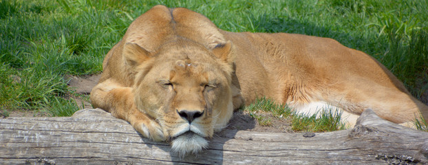 Lion is one of the four big cats in the genus Panthera, and a member of the family Felidae.