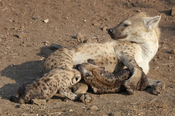 Tüpfelhyäne / Spotted Hyaena / Crocuta crocuta.