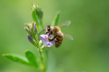 Foto auf Acrylglas Honigbiene bestäubt Luzerneblüte auf natürlichem Hintergrund © Bettapoggi
