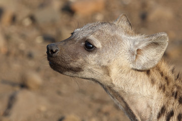 Tüpfelhyäne / Spotted Hyaena / Crocuta crocuta.