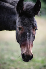 Fototapeta premium Young mule female portrait