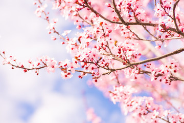 Sakura cherry blossom flower tree spring