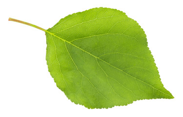 apricot leaf isolated on a white background