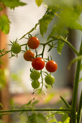Cherry tomatoes on a branch in closed ground.