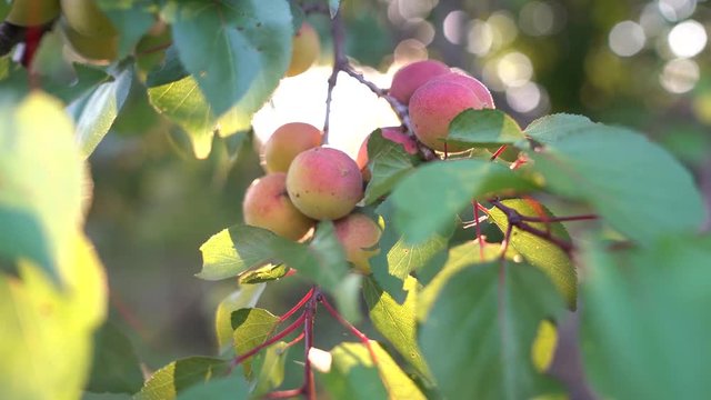 Close up of ripe apricots on a branch on apricot tree in a fruit garden, orchard