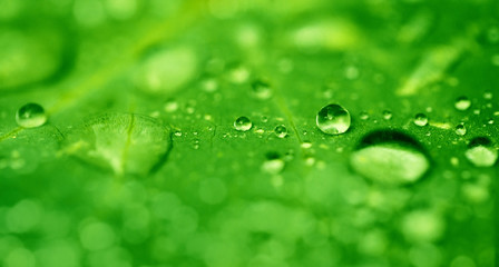 Drops of transparent rain water on a green leaf close up. Beautiful nature background.