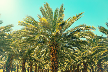 Naklejka na ściany i meble Plantation of date palm trees in Israel. Beautiful nature background for posters, cards, web design.