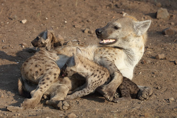 Fototapeta premium Tüpfelhyäne / Spotted Hyaena / Crocuta crocuta.