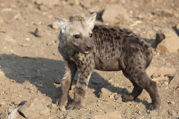 Obraz premium Tüpfelhyäne / Spotted Hyaena / Crocuta crocuta.