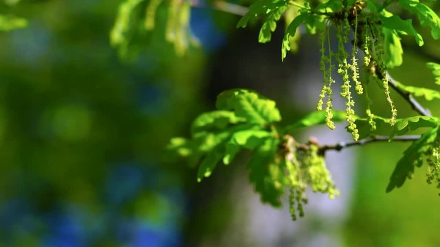 Quercus robur, commonly known as pedunculate oak or English oak, OAK - ROBLE ALBAR, Cantabrian Sea, Liendo, Cantabria, Spain, Europe